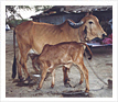 Gaushala